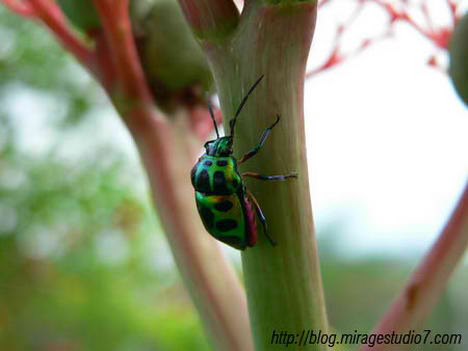 Bugs at My Backyard