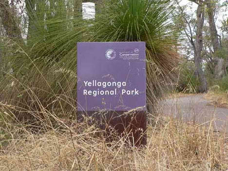 yellagonga_regional_park_duck_photography.jpg