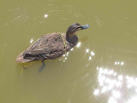 yellagonga_regional_park_duck_photography2.jpg