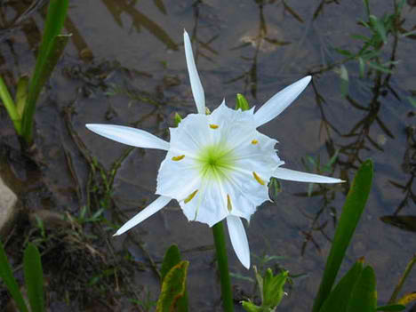 hymenocallis burj dubai concept