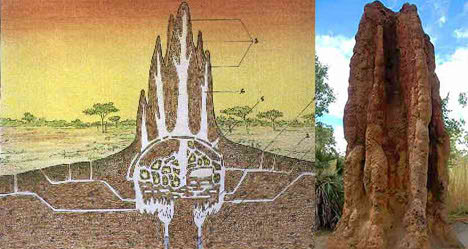 termite mound architecture house ants