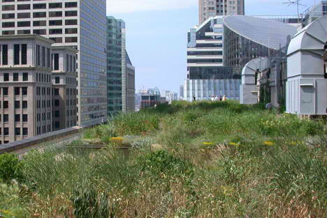 Going Green - Chicago City Hall