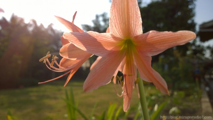 nokia lumia 1020 photo sample Photo of a flower with Bokeh effect